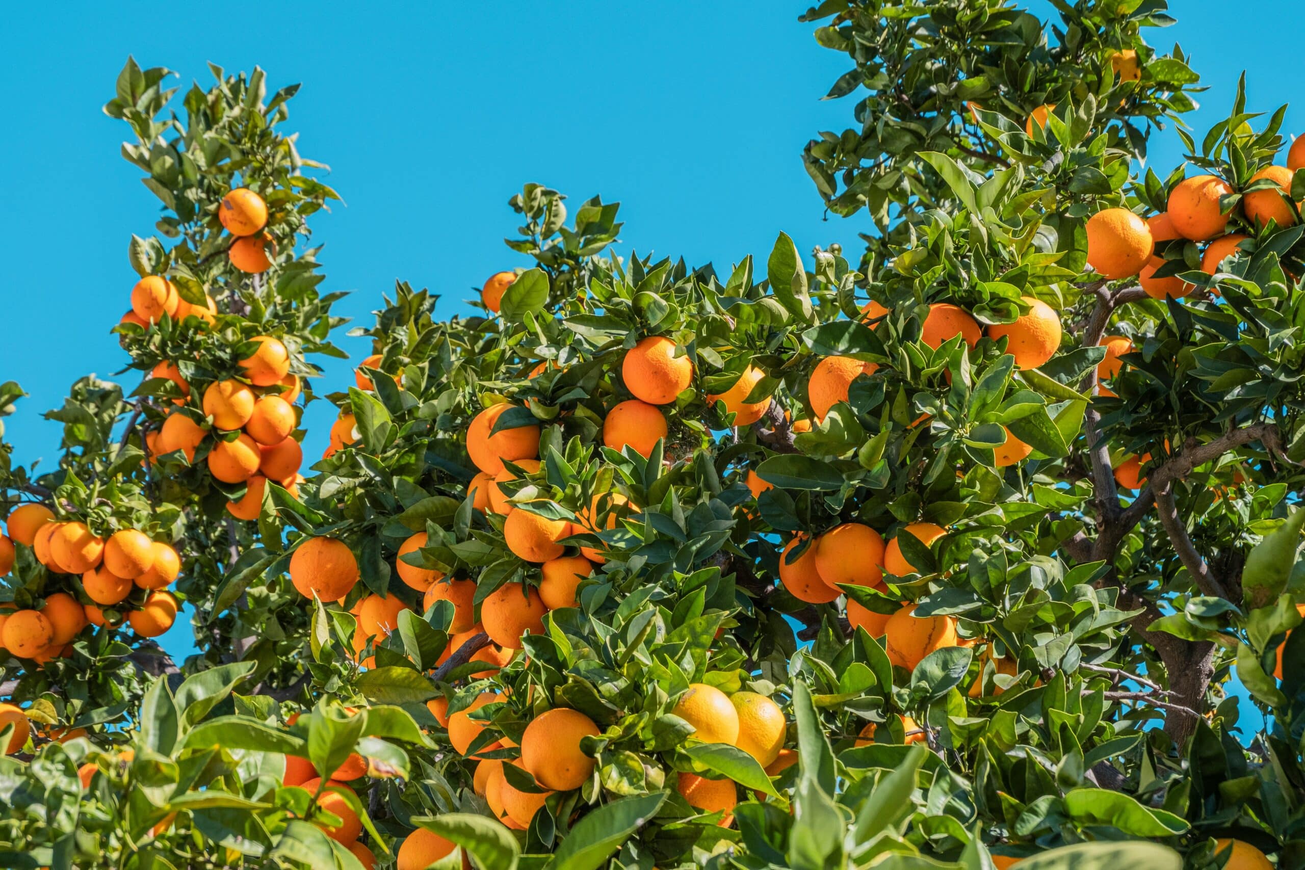 immagine di alberi di arance con molti frutti maturi e un cielo blu sullo sfondo